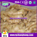 2014 New Crop Fresh Ginger Root